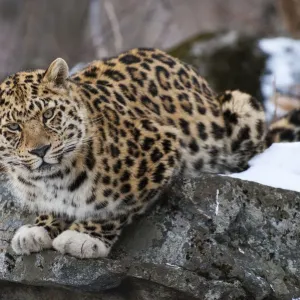 Amur leopard (Panthera pardus orientalis) Land of the Leopard National Park, Primorsky Krai Amur leopard (Panthera pardus orientalis) Land of the Leopard National Park, Primorsky Krai