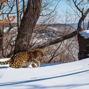 Amur leopard (Panthera pardus orientalis) male walking through thick snow in mountain forest, Land of the Leopard National Park, Russian Far East. Critically endangered. Taken with remote camera. February Amur leopard (Panthera pardus orientalis) male walking through thick snow in mountain forest, Land of the Leopard National Park, Russian Far East. Critically endangered. Taken with remote camera. February
