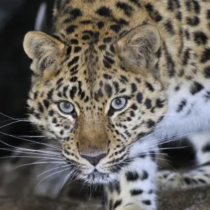 Amur Leopard Print, Kedrovaya Pad Reserve Amur Leopard Print, Kedrovaya Pad Reserve