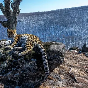 Amur leopard (Panthera pardus orientalis) resting on rocky outcrop overlooking mountain forest, Land of the Leopard National Park, Russian Far East. Critically endangered. Taken with remote camera. February Amur leopard (Panthera pardus orientalis) resting on rocky outcrop overlooking mountain forest, Land of the Leopard National Park, Russian Far East. Critically endangered. Taken with remote camera. February