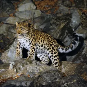 Amur Leopard Print on rocky slope at night, Kedrovaya Pad reserve Amur Leopard Print on rocky slope at night, Kedrovaya Pad reserve