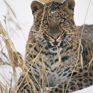 Amur Leopard Print: Captive Snarling Image Amur Leopard Print: Captive Snarling Image