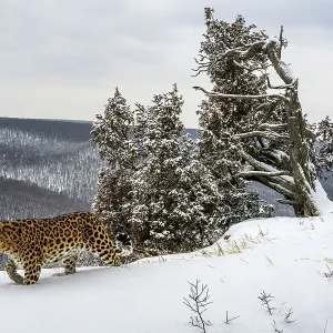 Amur Leopard Print: Snow-Covered Mountain Slope Amur Leopard Print: Snow-Covered Mountain Slope