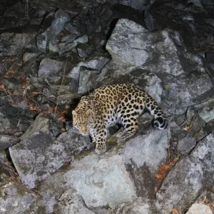Amur Leopard Print: Rocky Slope Night Scene Amur Leopard Print: Rocky Slope Night Scene