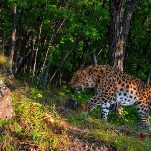 Amur leopard (Panthera pardus orientalis) walking up slope in forest with rock in foreground, Land of the Leopard National Park, Russian Far East. Critically endangered. Taken with remote camera. September Amur leopard (Panthera pardus orientalis) walking up slope in forest with rock in foreground, Land of the Leopard National Park, Russian Far East. Critically endangered. Taken with remote camera. September