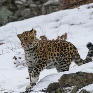 Amur leopard (Panthera pardus orientalis) walking in snow, Land of the Leopard National Park Amur leopard (Panthera pardus orientalis) walking in snow, Land of the Leopard National Park