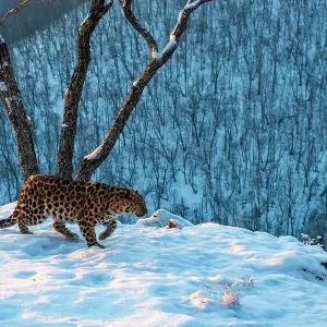 Amur leopard (Panthera pardus orientalis) walking on snowy cliff edge with forest behind, Land of the Leopard National Park, Russian Far East. Critically endangered. Taken with remote camera. January Amur leopard (Panthera pardus orientalis) walking on snowy cliff edge with forest behind, Land of the Leopard National Park, Russian Far East. Critically endangered. Taken with remote camera. January