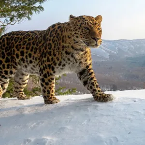 Amur leopard (Panthera pardus orientalis) walking on snowy mountain slope with mountains behind, Land of the Leopard National Park, Russian Far East. Critically endangered. Taken with remote camera. January Amur leopard (Panthera pardus orientalis) walking on snowy mountain slope with mountains behind, Land of the Leopard National Park, Russian Far East. Critically endangered. Taken with remote camera. January