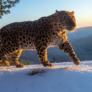 Amur leopard (Panthera pardus orientalis) walking on snowy mountain slope with mountains behind at dawn, Land of the Leopard National Park, Russian Far East. Critically endangered. Taken with remote camera. January Amur leopard (Panthera pardus orientalis) walking on snowy mountain slope with mountains behind at dawn, Land of the Leopard National Park, Russian Far East. Critically endangered. Taken with remote camera. January