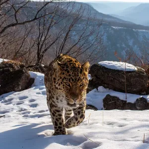 Amur leopard (Panthera pardus orientalis) walking up snowy mountain slope with rocks behind, Land of the Leopard National Park, Russian Far East. Critically endangered. Taken with remote camera. March Amur leopard (Panthera pardus orientalis) walking up snowy mountain slope with rocks behind, Land of the Leopard National Park, Russian Far East. Critically endangered. Taken with remote camera. March