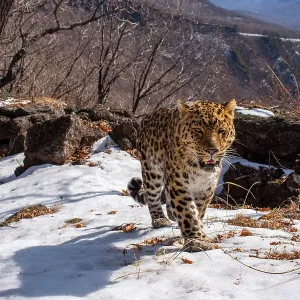 Amur leopard (Panthera pardus orientalis) walking up snowy mountain slope with rocks behind, Land of the Leopard National Park, Russian Far East. Critically endangered. Taken with remote camera. March Amur leopard (Panthera pardus orientalis) walking up snowy mountain slope with rocks behind, Land of the Leopard National Park, Russian Far East. Critically endangered. Taken with remote camera. March