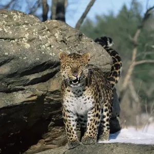 Amur Leopard Print: Captive Portrait Amur Leopard Print: Captive Portrait