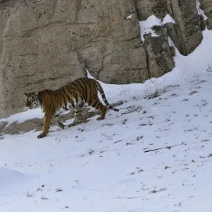 Amur / Siberian Tiger (Panthera tigris altaica) female in the wild, walking down a hillside