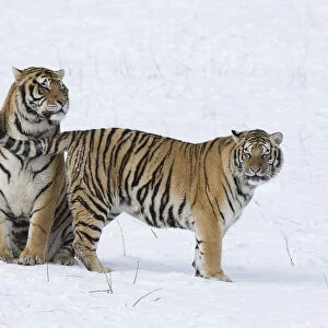 Amur / Siberian tiger (Panthera tigris altaica) pair in courtship, in snow. Captive in tiger park
