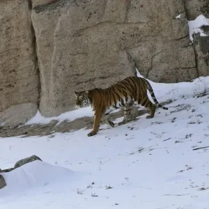 Amur Tiger Female Print Amur Tiger Female Print