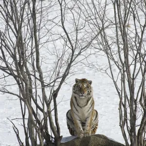 Amur / Siberian tiger (Panthera tigris altaica) sitting on rock between trees in winter Amur / Siberian tiger (Panthera tigris altaica) sitting on rock between trees in winter