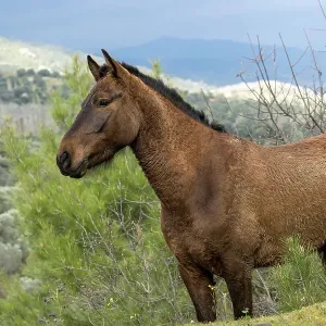 Anadolu stallion standing alert, portrait, Sirince mountains, Turkey Anadolu stallion standing alert, portrait, Sirince mountains, Turkey