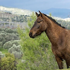 Anadolu stallion standing alert, portrait, Sirince mountains, Turkey