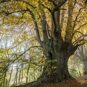 Ancient Beech trees (Fagus sylvatica), Lineover Wood, Gloucestershire UK