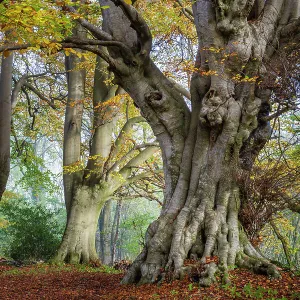 Ancient Beech trees (Fagus sylvatica), Lineover Wood, Gloucestershire UK