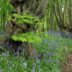 Árboles de Carpinus betulus (carpe común) antiguos, podados, con Hyacinthoides non-scripta (campanilla azul común) en flor bajo la vegetación. Hertfordshire, Inglaterra, Reino Unido. Mayo. Árboles de Carpinus betulus (carpe común) antiguos, podados, con Hyacinthoides non-scripta (campanilla azul común) en flor bajo la vegetación. Hertfordshire, Inglaterra, Reino Unido. Mayo.