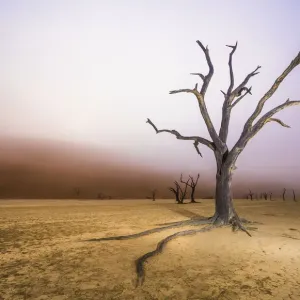 Ancient Dead Camelthorn Tree Print with Red Dunes and Mist Ancient Dead Camelthorn Tree Print with Red Dunes and Mist