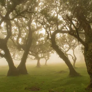 Ancient Laurel forest / Laurisilva UNESCO World Heritage Site, Maderia Ancient Laurel forest / Laurisilva UNESCO World Heritage Site, Maderia