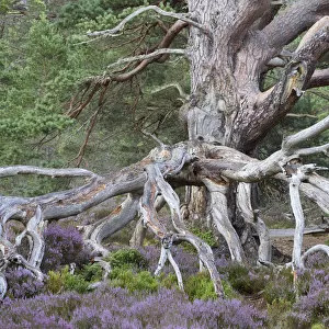 Ancient Scots pine (Pinus sylvestris) amongst flowering Common heather / Ling (Calluna vulgaris)