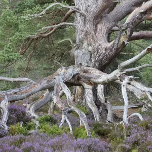 Ancient Scots pine print amidst flowering heather in Rothiemurchus Forest Ancient Scots pine print amidst flowering heather in Rothiemurchus Forest