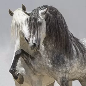 Andalusian horsea, two stallions coming together in arena one dappled grey