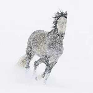 Andalusian mare running in snow storm, Colorado, USA