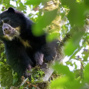 Ours andin / Ours à lunettes (Tremarctos ornatus) regardant en bas d'un rameau dans la forêt de nuages, Maquipucuna, Pichincha, Équateur. Ours andin / Ours à lunettes (Tremarctos ornatus) regardant en bas d'un rameau dans la forêt de nuages, Maquipucuna, Pichincha, Équateur.