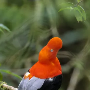 Andean Cock-of-the-rock male {Rupicola peruvianus} at lek in cloud forest canopy