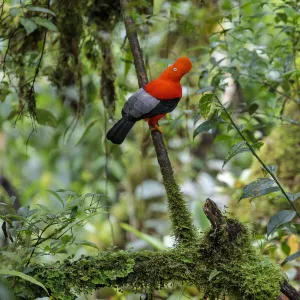 Andean Cock-of-the-rock male (Rupicola peruvianus) at lek in cloud forest canopy