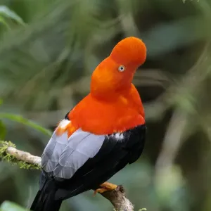Andean Cock-of-the-rock male {Rupicola peruvianus} at lek in cloud forest canopy Andean Cock-of-the-rock male {Rupicola peruvianus} at lek in cloud forest canopy