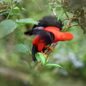 Andean cock-of-the-rock (Rupicola peruvianus), male displaying at lek in tree. Manu