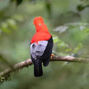 Andean cock-of-the-rock (Rupicola peruvianus), male at a lek in mid-altitude montane rainforest Andean cock-of-the-rock (Rupicola peruvianus), male at a lek in mid-altitude montane rainforest