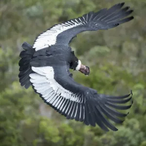 Andean Condor Print, Male at Antisanilla Reserve, Ecuador Andean Condor Print, Male at Antisanilla Reserve, Ecuador