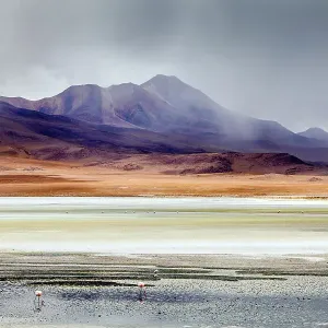 Andean Flamingoes (Phoenicoparrus andinus) on the Altiplano, Sur Lipez Province, Potosi Department, Bolivia. December 2013 Andean Flamingoes (Phoenicoparrus andinus) on the Altiplano, Sur Lipez Province, Potosi Department, Bolivia. December 2013