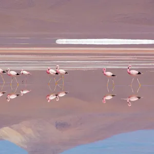 Andean Flamingos (Phoenicopterus andinus), Laguna Colorada, Bolivia