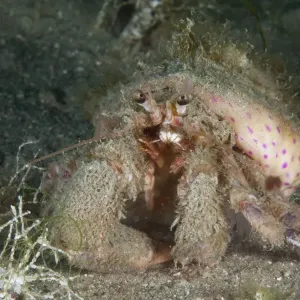 Anemone Hermit Crab (Pagurus prideaux) with Cloak Anemone (Adamsia palliata) Bouley Bay Anemone Hermit Crab (Pagurus prideaux) with Cloak Anemone (Adamsia palliata) Bouley Bay