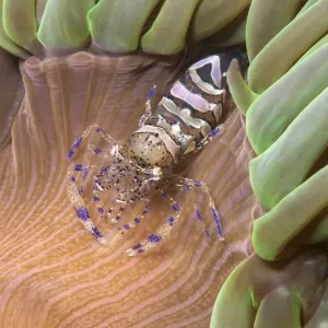Anemone prawn (Periclimenes sagittifer) su anemona a coda di lucertola (Anemonia viridis) Jersey. Anemone prawn (Periclimenes sagittifer) su anemona a coda di lucertola (Anemonia viridis) Jersey.