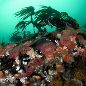 Anemones, kelp and other marine life on rock underwater, Saltstraumen, Bod, Norway Anemones, kelp and other marine life on rock underwater, Saltstraumen, Bod, Norway