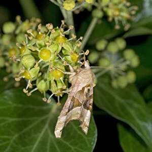 Angle shades moth (Phlogophora meticulosa) nectaring on Ivy (Hedera helix) at night