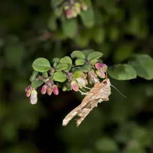 Angle shades moth (Phlogophora meticulosa) nectaring on Snowberry (Symphoricarpos Angle shades moth (Phlogophora meticulosa) nectaring on Snowberry (Symphoricarpos