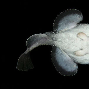 Anglerfish (Lophius piscatorius) underside, Saltstraumen, Bod, Norway, October 2008