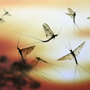 Anglers / Green Drake Mayfly (Ephemera danica) males flying at sunset. digital composite
