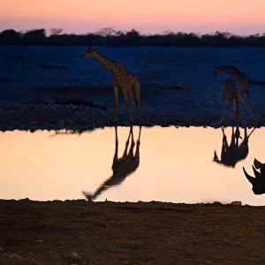 Angolan giraffes (Giraffa camelopardalis angolensis) and black rhinoceros (Diceros