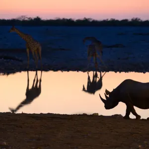 Angolan Giraffe and Black Rhinoceros Print Angolan Giraffe and Black Rhinoceros Print