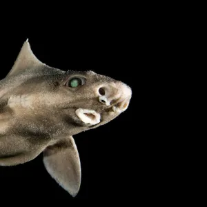 Angular roughshark (Oxynotus centrina) a deepsea species living at 80-300m depth